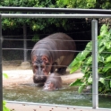 Momma hippo and baby